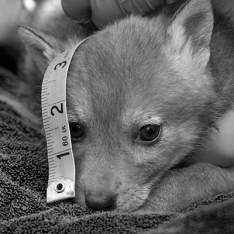 Research - measuring a coyote pup